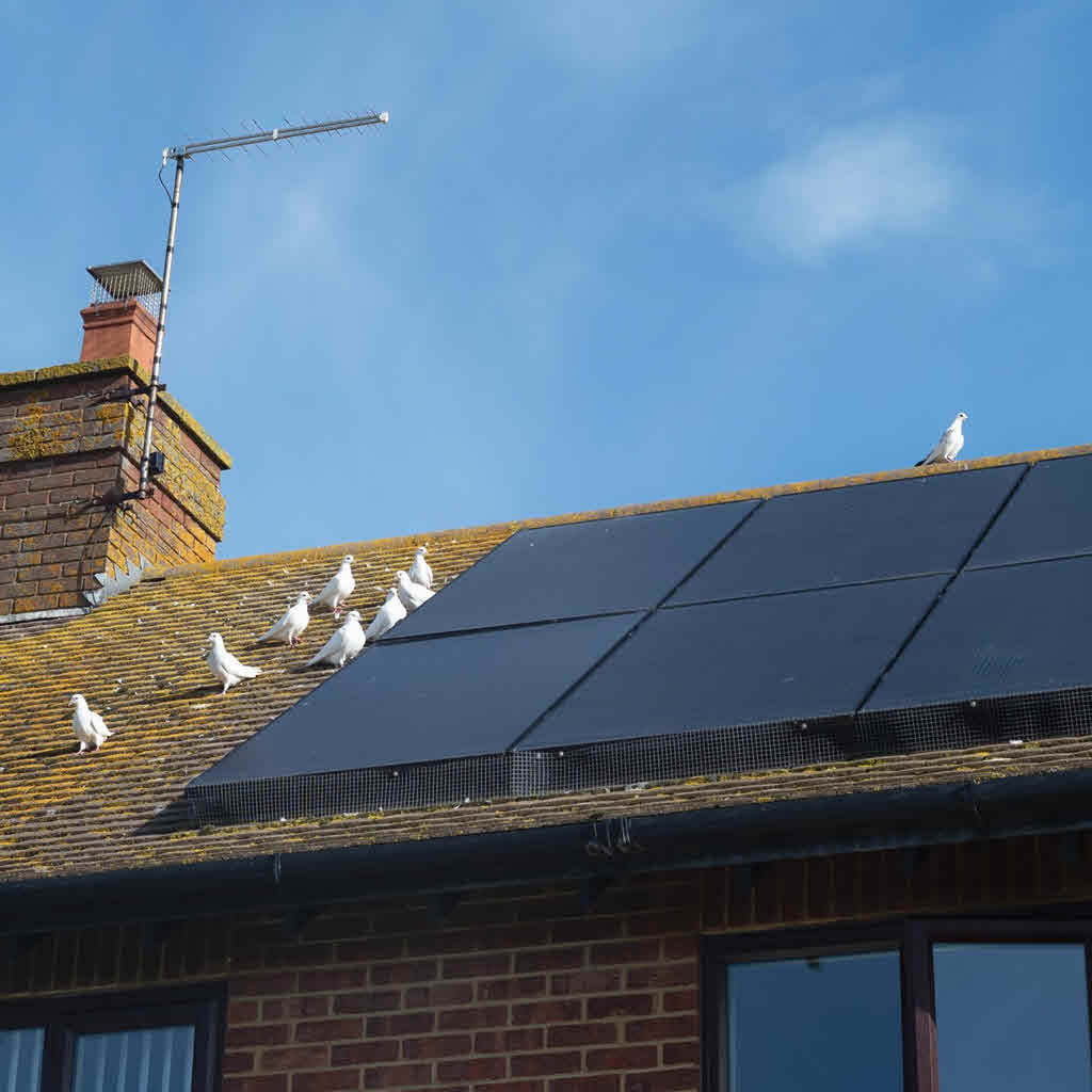 Bird proofing your solar panels is vital for preventing significant damage.